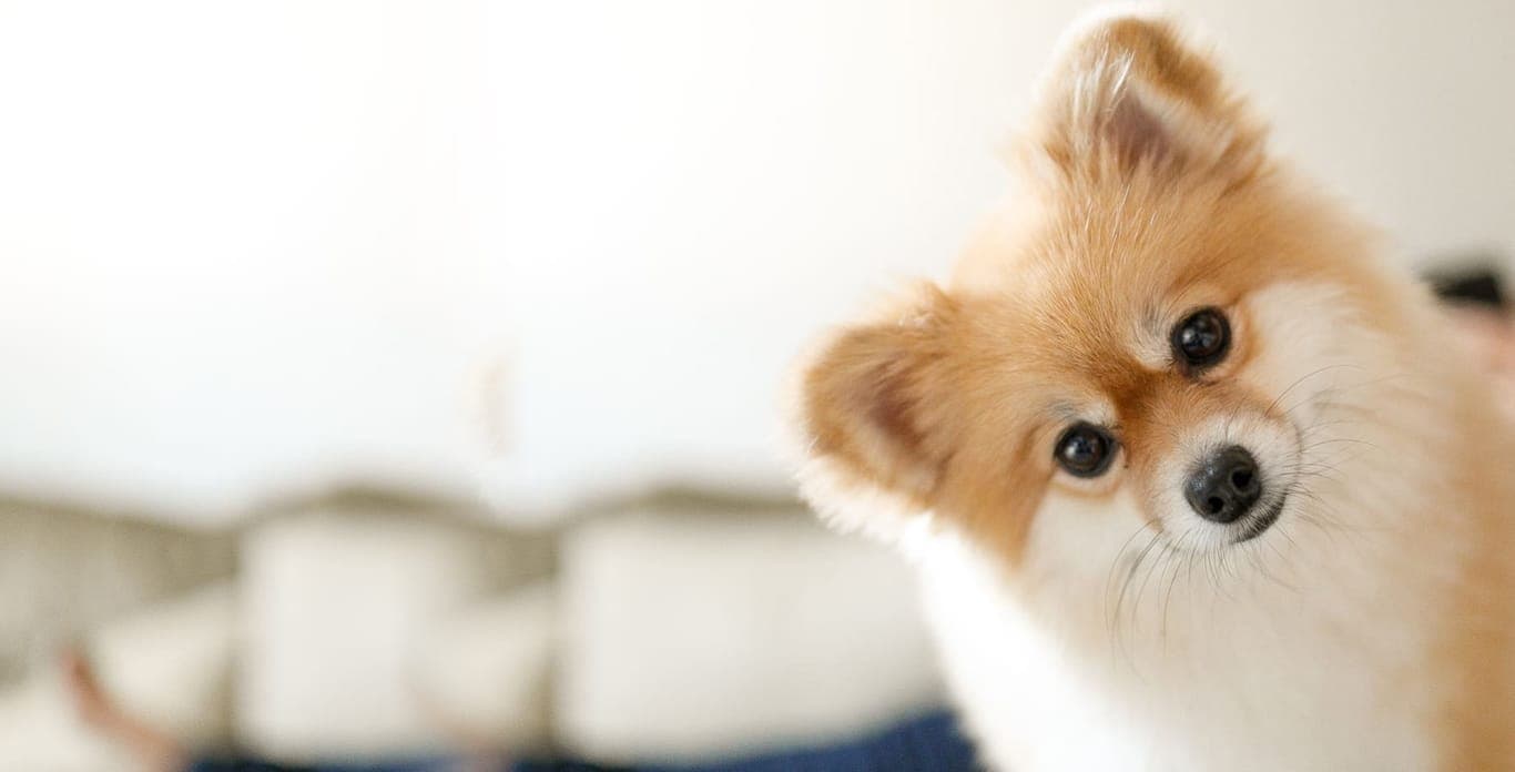 Pet business partnership
