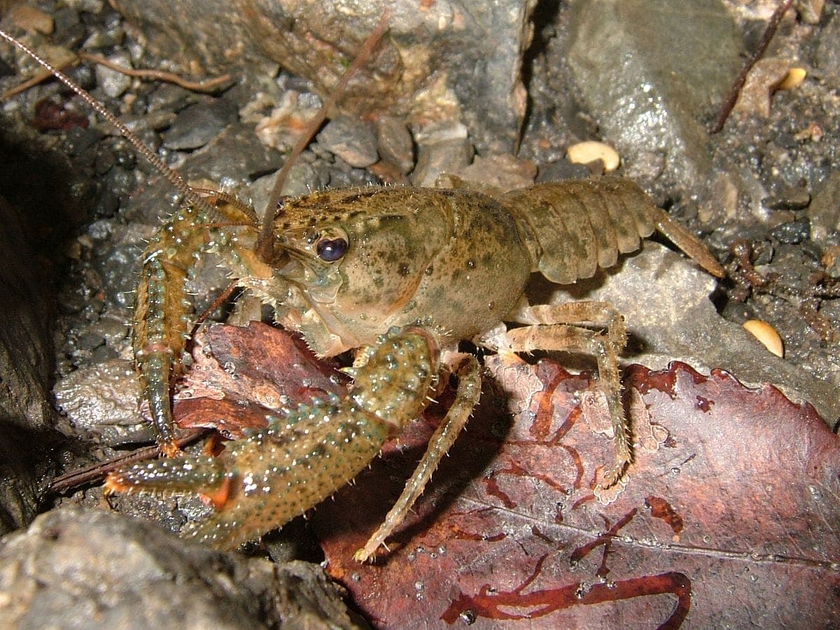 Feeder Cray Fish