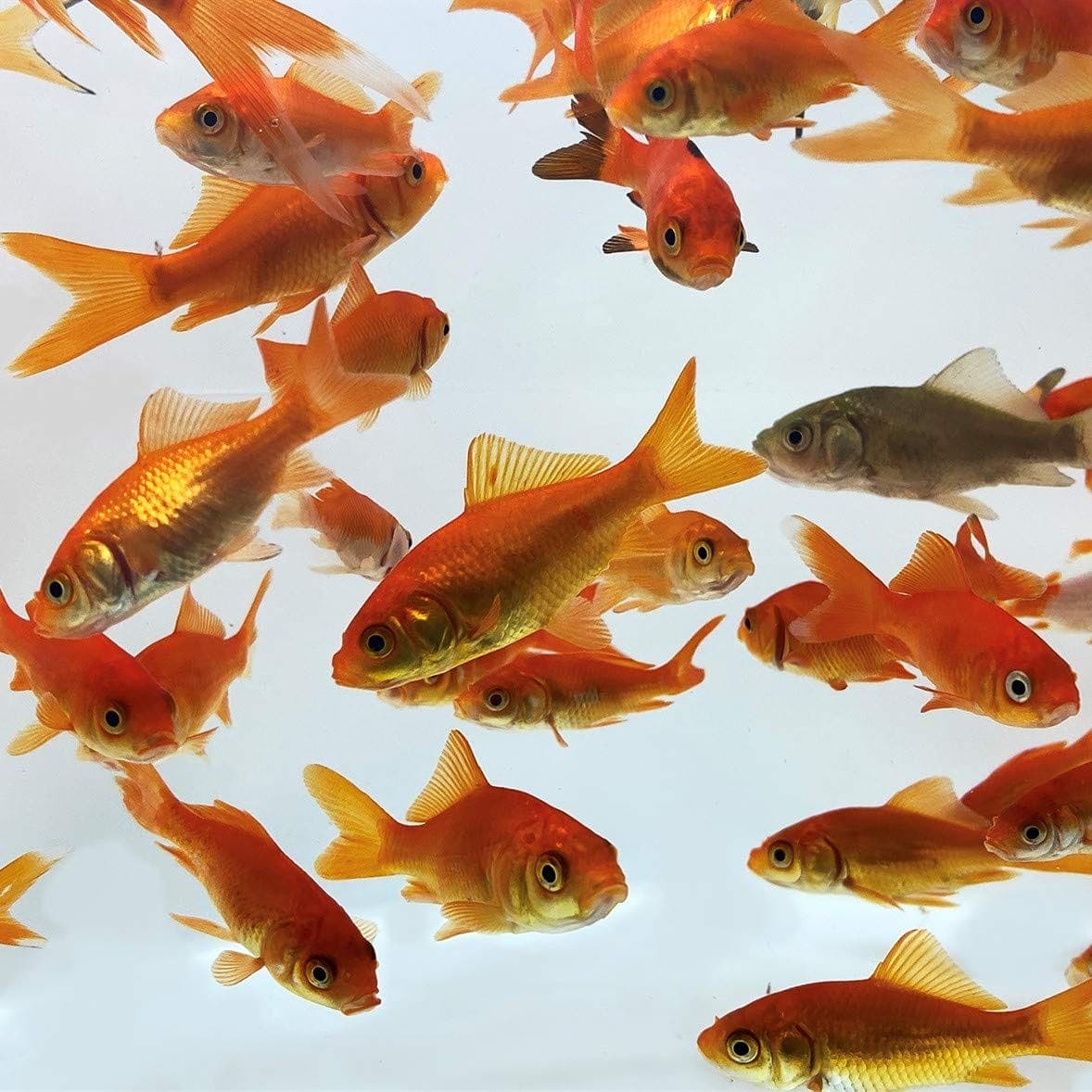 Feeder Gold fish