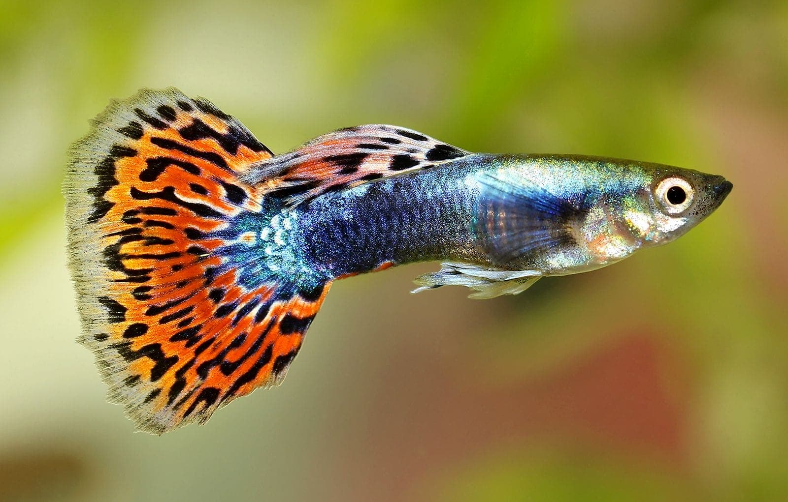 Guppy Pairs