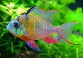 Bolivian Ram