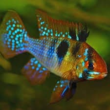 Blue Ram