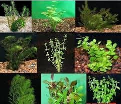 Assorted Fresh Water Plants