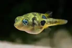 Pea puffer
