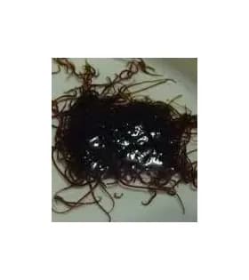 Live Black Worms