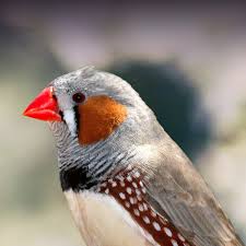 Zebra finch