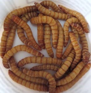 Mealworms (1oz portion)