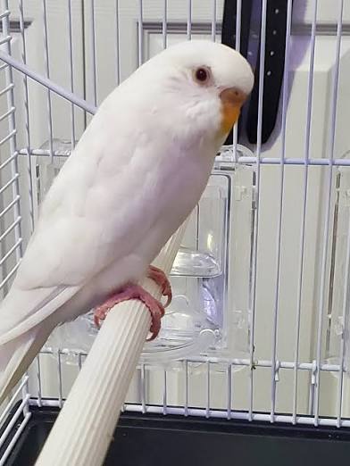 albino parakeet