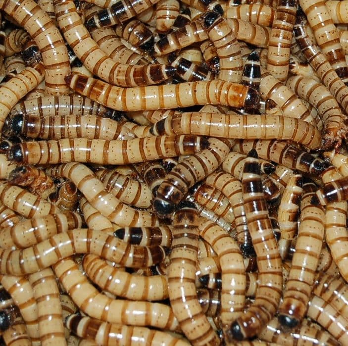 Superworms/Megaworms