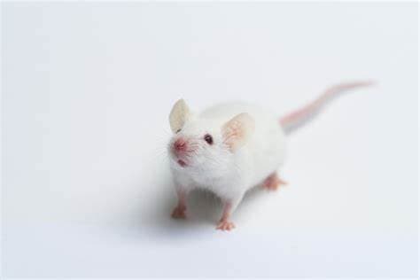 Live Mouse/Mice