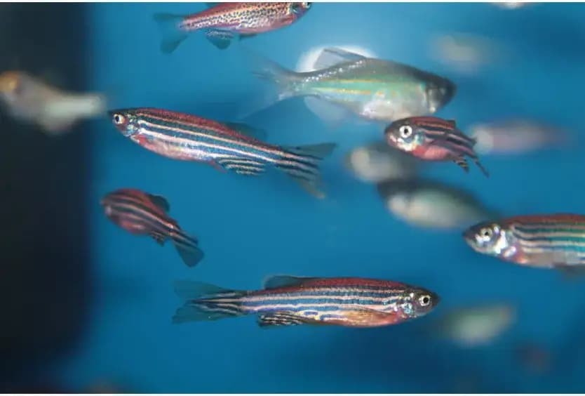 Zebra Danio