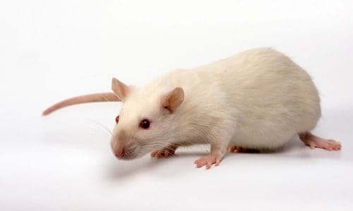 Live Rat (medium)