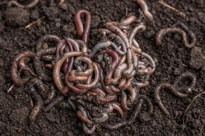 Earth worms/Trout worms/Red wigglers (24ct)
