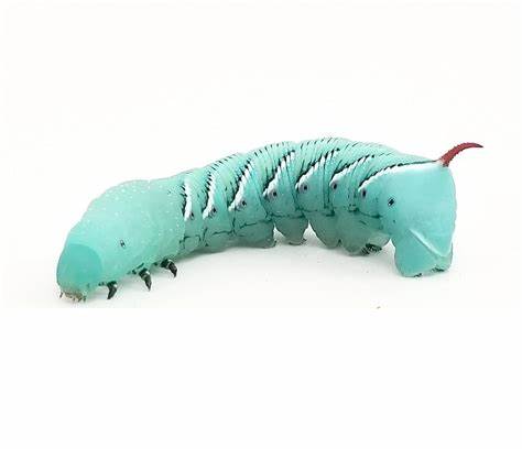 Hornworms/Tomatoworms (asst sizes)