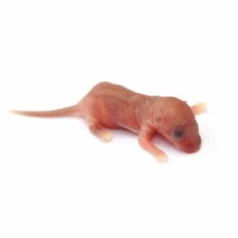 Frozen Mouse (Pinky)