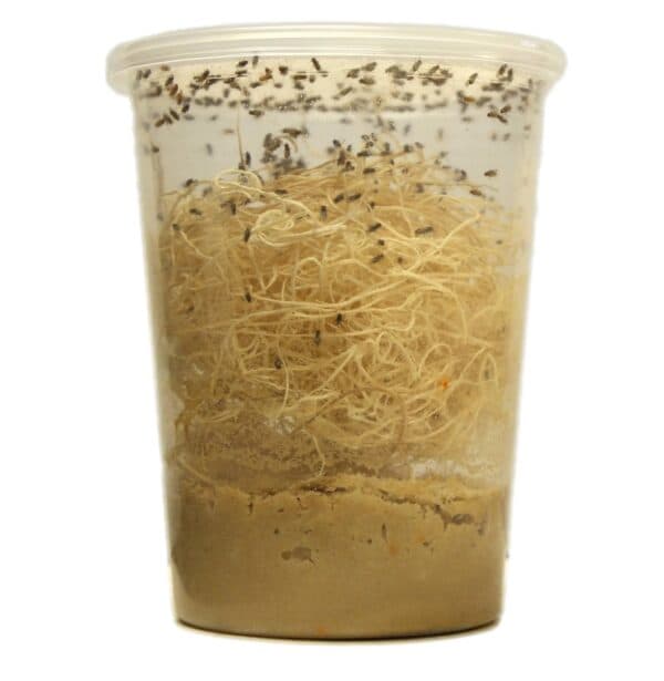 Fruit fly culture (asst)