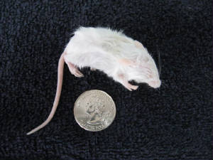 Frozen Mouse (Hopper)