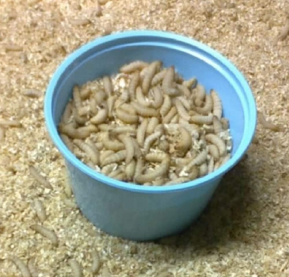 Waxworm tub (250 ct)