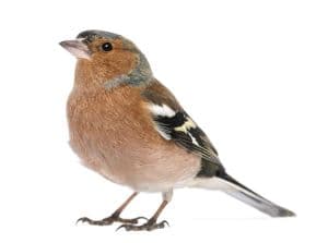 Finch