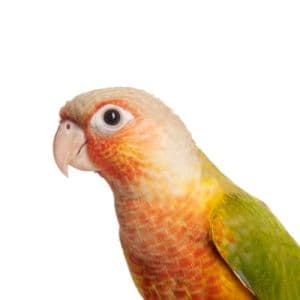Conure
