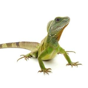 Lizard