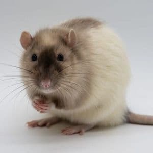 Rat