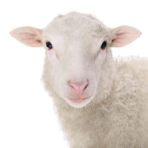Sheep