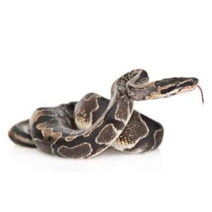 Snake