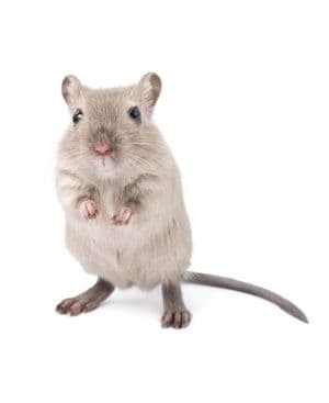 Gerbil