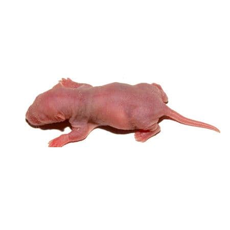 Frozen Rat (Pinky)