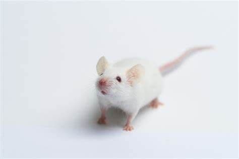 Live Mouse/Mice