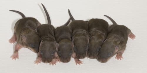 Frozen Rat (Pup)