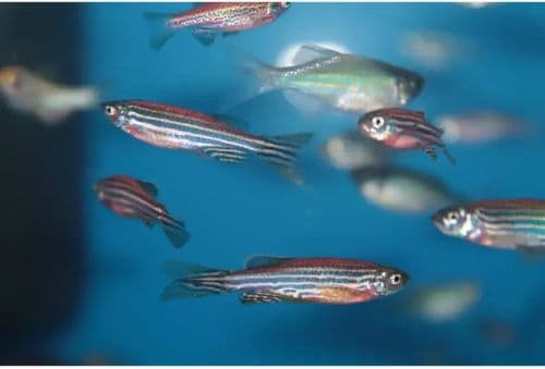 Zebra Danio