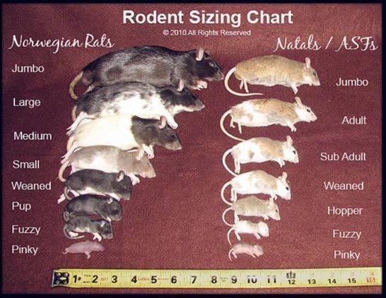 Live Large Rat 1ea