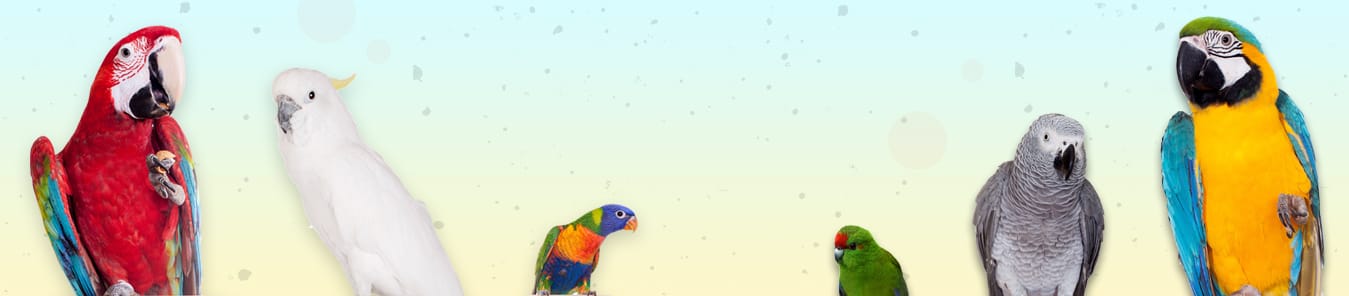 Bird-banner