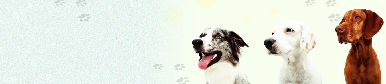 Dog-banner-full