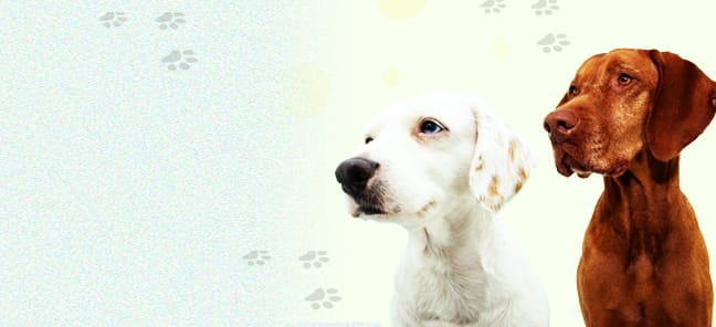 dog-banner-img_mobile